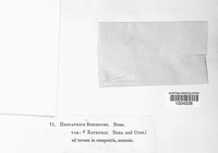 Lactarius stephensii image